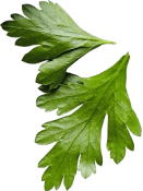 Herbs