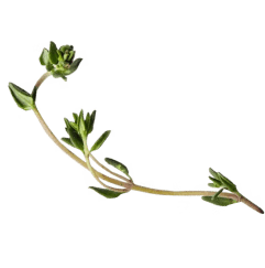 Fruit/vegetable